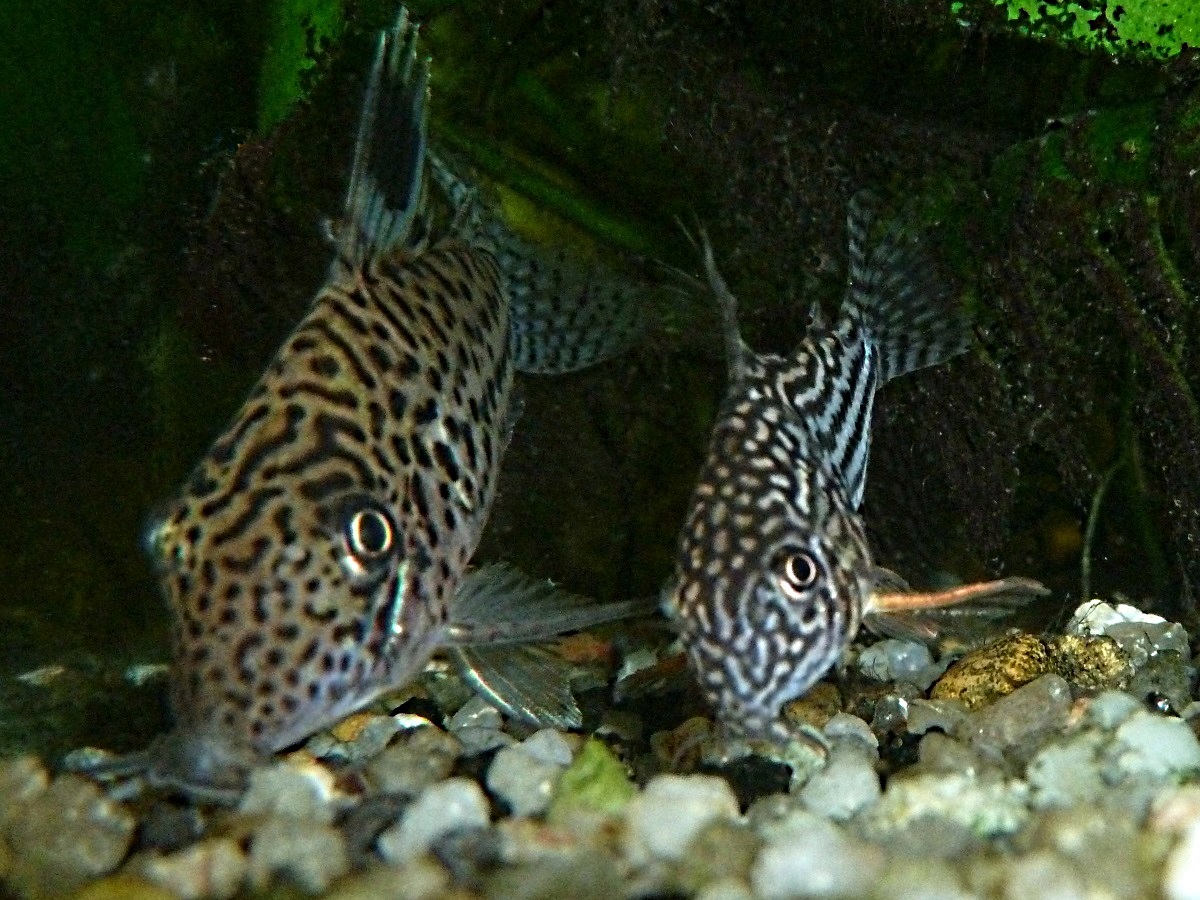 Leopard-Panzerwels und Orangeflossen-Panzerwels