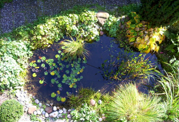 Goldfische im Gartenteich